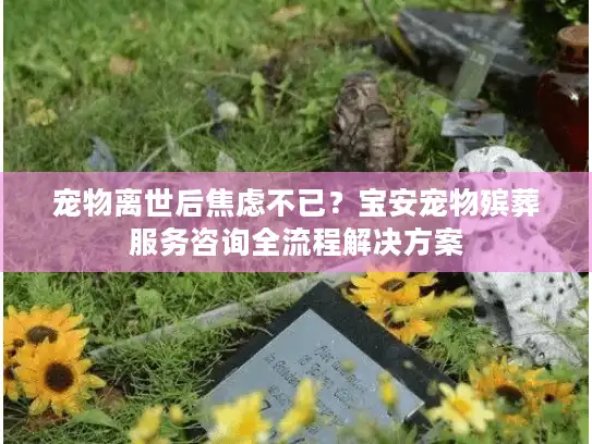 宠物离世后焦虑不已?宝安宠物殡葬服务咨询全流程解决方案 宠物离世后焦虑不已?宝安宠物殡葬服务咨询全流程解决方案