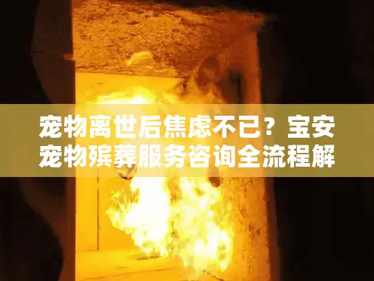 宠物离世后焦虑不已?宝安宠物殡葬服务咨询全流程解决方案 宠物离世后焦虑不已?宝安宠物殡葬服务咨询全流程解决方案