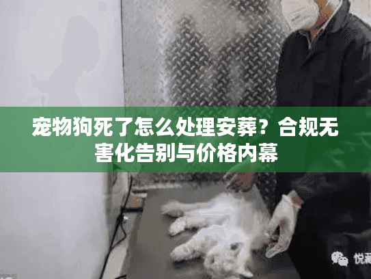宠物狗死了怎么处理安葬？合规无害化告别与价格内幕