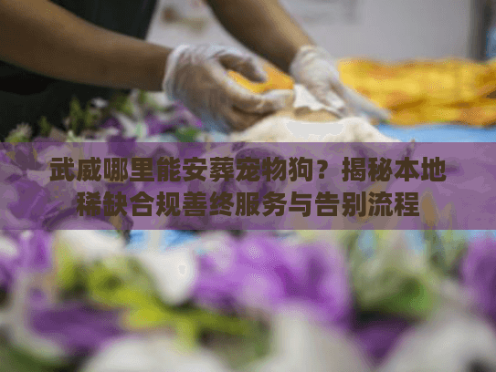 武威哪里能安葬宠物狗?揭秘本地稀缺合规善终服务与告别流程 武威哪里能安葬宠物狗?揭秘本地稀缺合规善终服务与告别流程