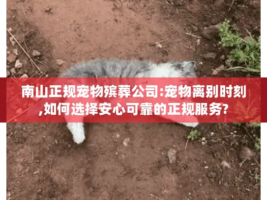 南山正规宠物殡葬公司:宠物离别时刻,如何选择安心可靠的正规服务? 南山正规宠物殡葬公司:宠物离别时刻,如何选择安心可靠的正规服务?