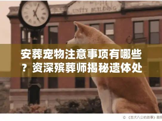 安葬宠物注意事项有哪些?资深殡葬师揭秘遗体处理关键细节 安葬宠物注意事项有哪些?资深殡葬师揭秘遗体处理关键细节