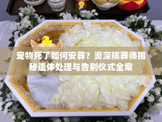 宠物死了如何安葬？资深殡葬师揭秘遗体处理与告别仪式全案