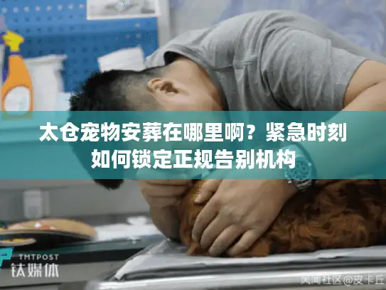 太仓宠物安葬在哪里啊？紧急时刻如何锁定正规告别机构