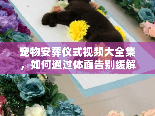 宠物安葬仪式视频大全集，如何通过体面告别缓解失去毛孩子的悲伤？