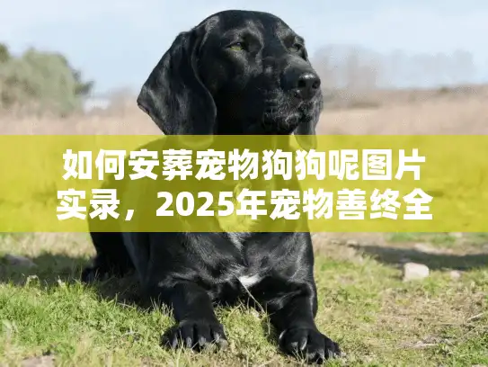 如何安葬宠物狗狗呢图片实录，2025年宠物善终全流程解密