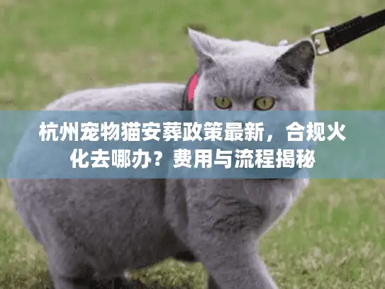 杭州宠物猫安葬政策最新，合规火化去哪办？费用与流程揭秘