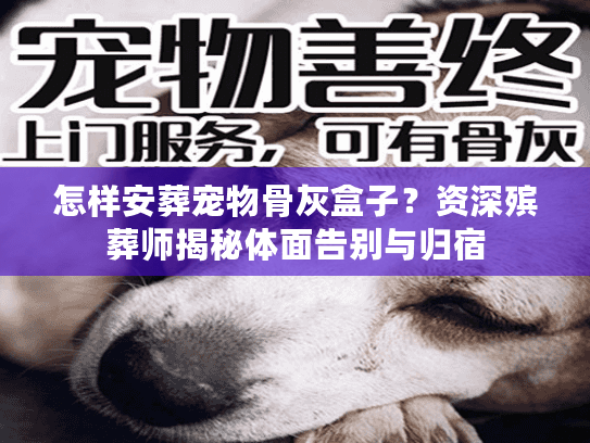 怎样安葬宠物骨灰盒子？资深殡葬师揭秘体面告别与归宿