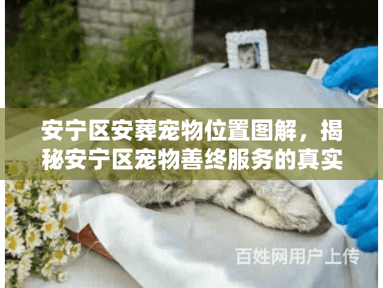 安宁区安葬宠物位置图解，揭秘安宁区宠物善终服务的真实布局