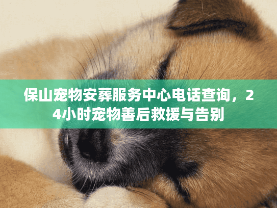 保山宠物安葬服务中心电话查询，24小时宠物善后救援与告别