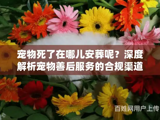 宠物死了在哪儿安葬呢？深度解析宠物善后服务的合规渠道与避坑内幕