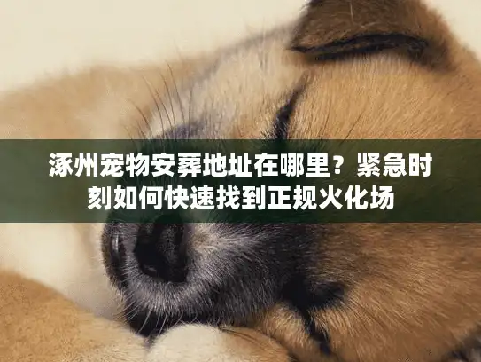 涿州宠物安葬地址在哪里？紧急时刻如何快速找到正规火化场