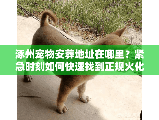 涿州宠物安葬地址在哪里？紧急时刻如何快速找到正规火化场