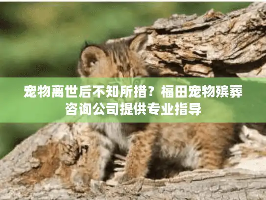 宠物离世后不知所措？福田宠物殡葬咨询公司提供专业指导