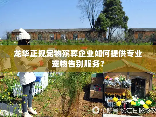 龙华正规宠物殡葬企业如何提供专业宠物告别服务？