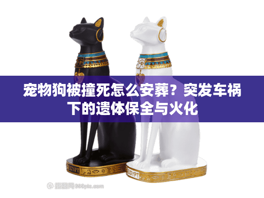 宠物狗被撞死怎么安葬?突发车祸下的遗体保全与火化 宠物狗被撞死怎么安葬?突发车祸下的遗体保全与火化