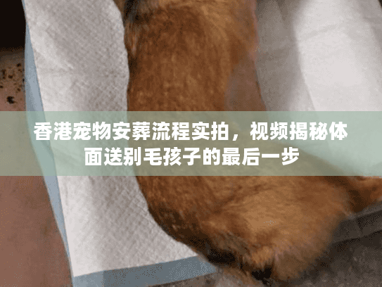 香港宠物安葬流程实拍，视频揭秘体面送别毛孩子的最后一步