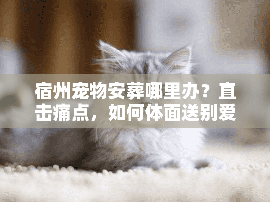 宿州宠物安葬哪里办?直击痛点,如何体面送别爱宠 宿州宠物安葬哪里办?直击痛点,如何体面送别爱宠