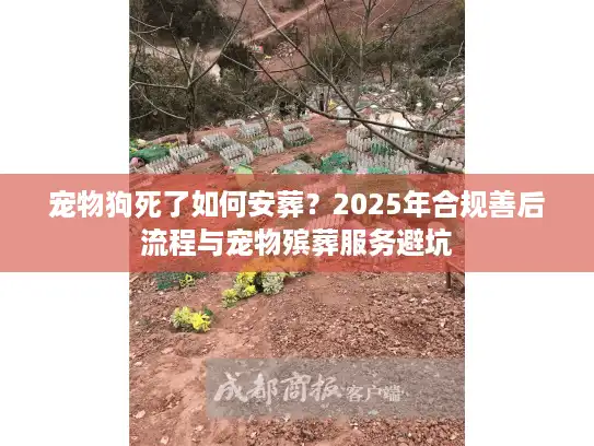 宠物狗死了如何安葬？2025年合规善后流程与宠物殡葬服务避坑