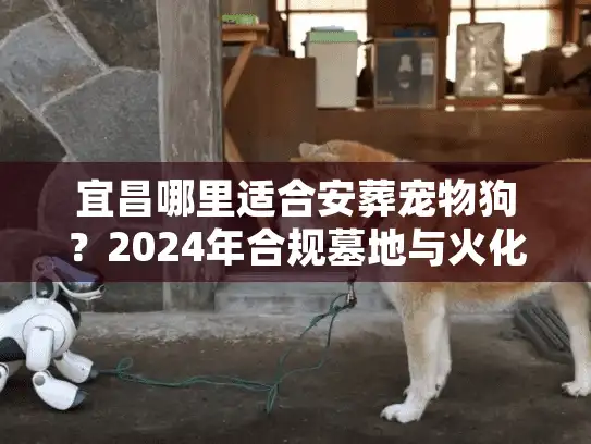 宜昌哪里适合安葬宠物狗？2024年合规墓地与火化避坑实录