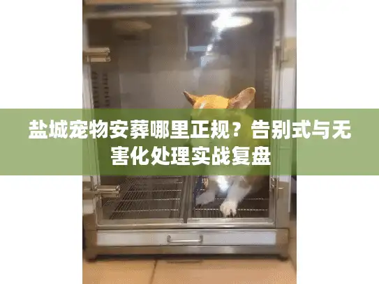 盐城宠物安葬哪里正规？告别式与无害化处理实战复盘
