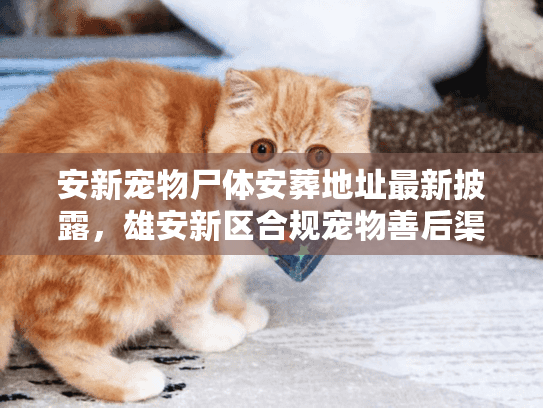 安新宠物尸体安葬地址最新披露，雄安新区合规宠物善后渠道