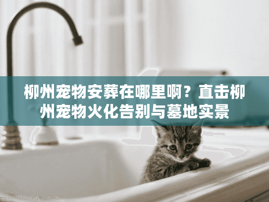 柳州宠物安葬在哪里啊?直击柳州宠物火化告别与墓地实景 柳州宠物安葬在哪里啊?直击柳州宠物火化告别与墓地实景