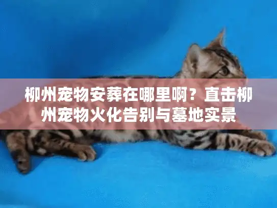 柳州宠物安葬在哪里啊?直击柳州宠物火化告别与墓地实景 柳州宠物安葬在哪里啊?直击柳州宠物火化告别与墓地实景