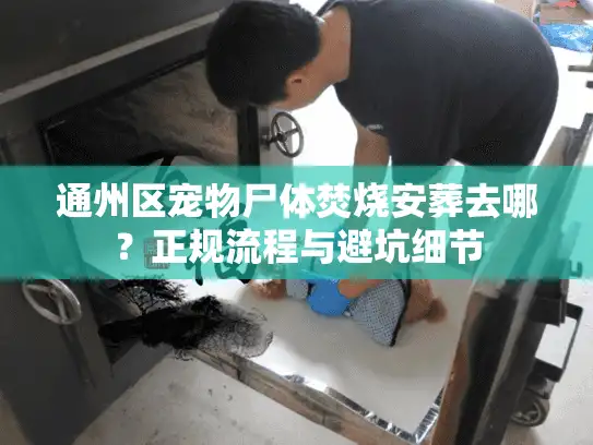 通州区宠物尸体焚烧安葬去哪?正规流程与避坑细节 通州区宠物尸体焚烧安葬去哪?正规流程与避坑细节