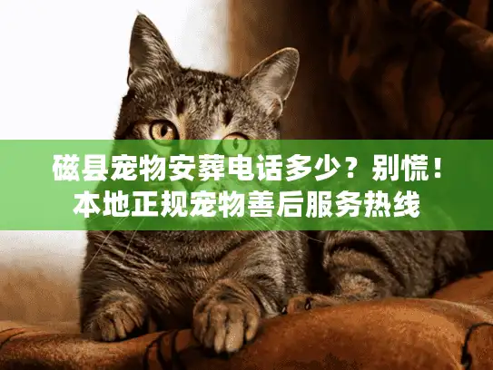 磁县宠物安葬电话多少?别慌!本地正规宠物善后服务热线 磁县宠物安葬电话多少?别慌!本地正规宠物善后服务热线