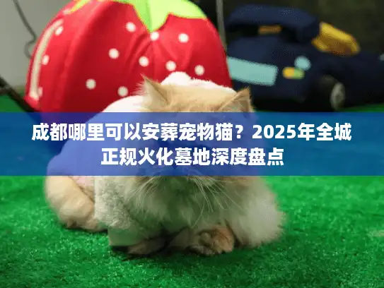 成都哪里可以安葬宠物猫？2025年全城正规火化墓地深度盘点