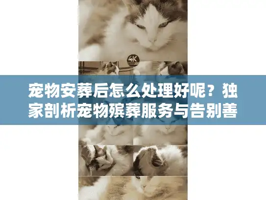 宠物安葬后怎么处理好呢？独家剖析宠物殡葬服务与告别善后