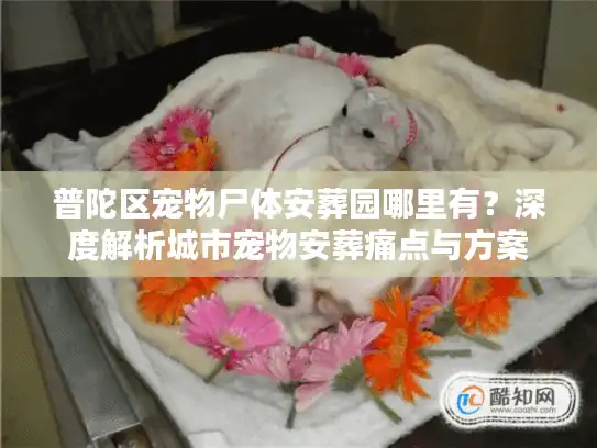 普陀区宠物尸体安葬园哪里有？深度解析城市宠物安葬痛点与方案