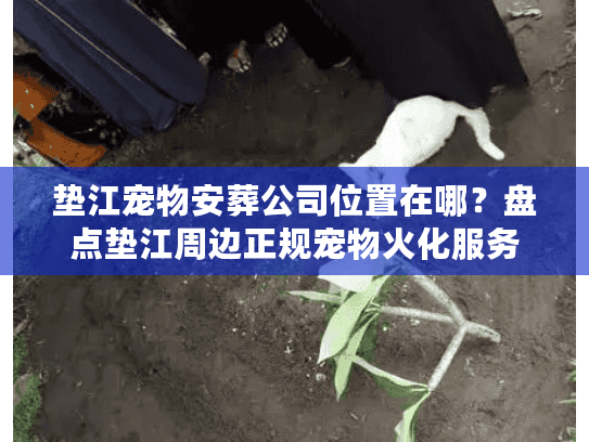 垫江宠物安葬公司位置在哪？盘点垫江周边正规宠物火化服务
