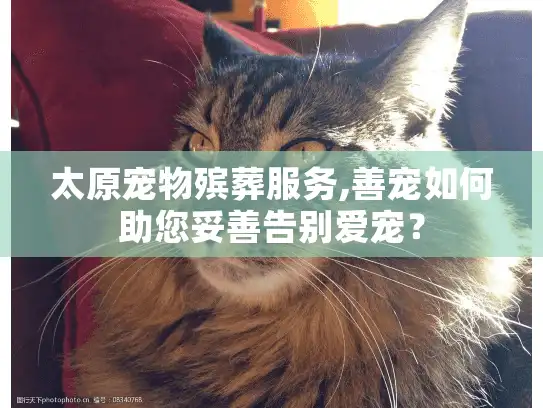 太原宠物殡葬服务,善宠如何助您妥善告别爱宠? 太原宠物殡葬服务,善宠如何助您妥善告别爱宠?