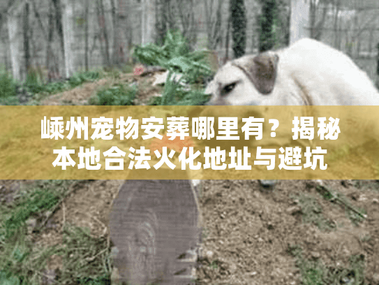 嵊州宠物安葬哪里有？揭秘本地合法火化地址与避坑