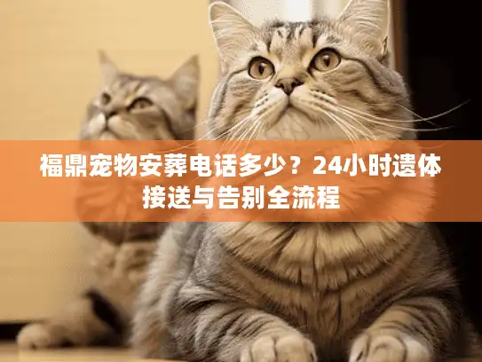 福鼎宠物安葬电话多少？24小时遗体接送与告别全流程