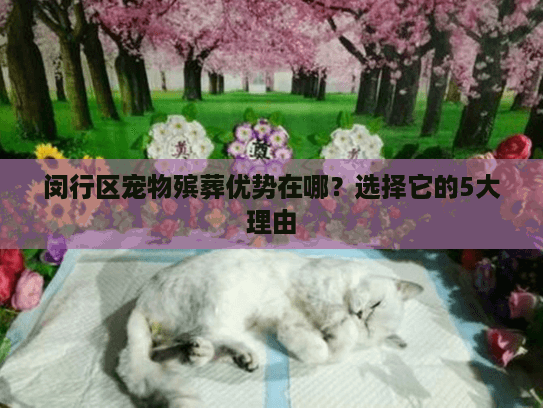 闵行区宠物殡葬优势在哪？选择它的5大理由