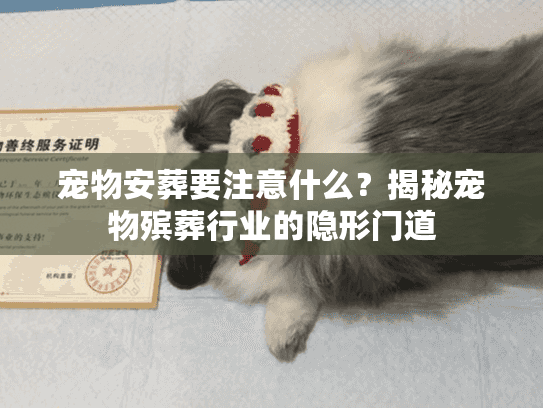 宠物安葬要注意什么？揭秘宠物殡葬行业的隐形门道