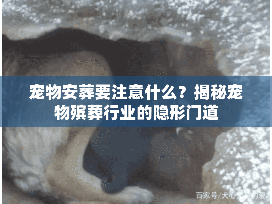 宠物安葬要注意什么？揭秘宠物殡葬行业的隐形门道