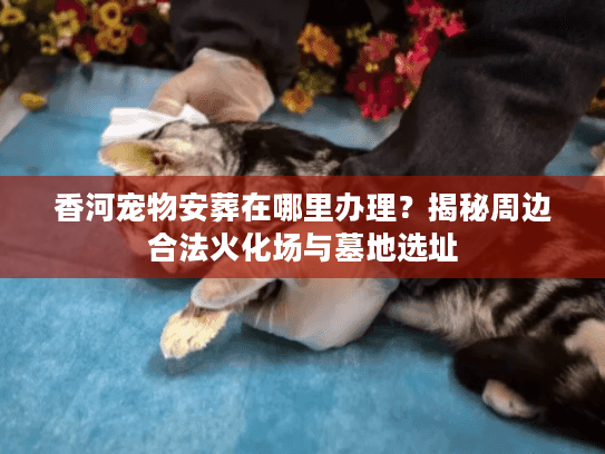 香河宠物安葬在哪里办理？揭秘周边合法火化场与墓地选址
