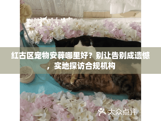 红古区宠物安葬哪里好？别让告别成遗憾，实地探访合规机构