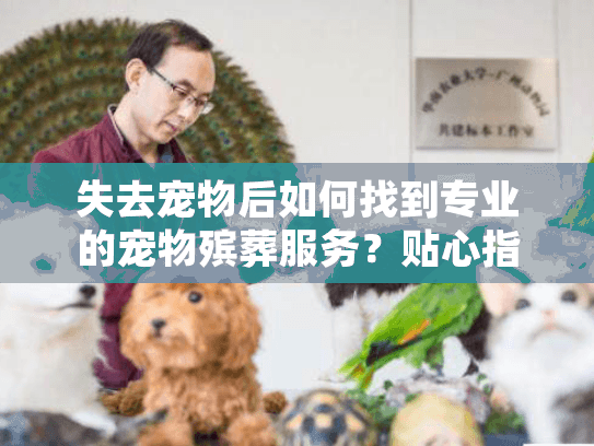 失去宠物后如何找到专业的宠物殡葬服务？贴心指南助您安心告别