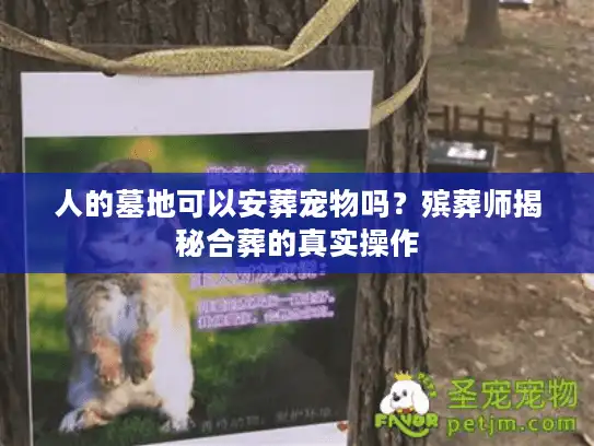 人的墓地可以安葬宠物吗?殡葬师揭秘合葬的真实操作 人的墓地可以安葬宠物吗?殡葬师揭秘合葬的真实操作