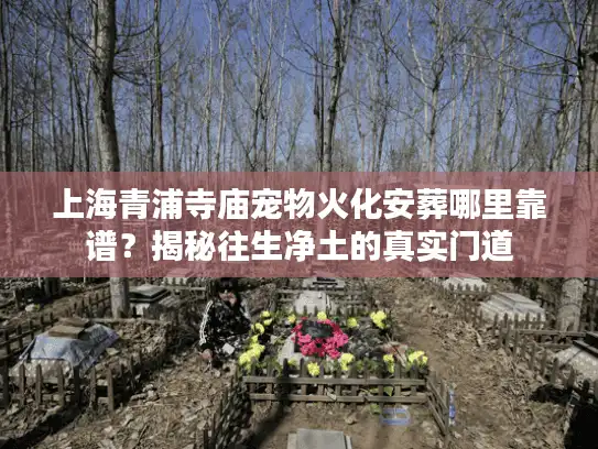 上海青浦寺庙宠物火化安葬哪里靠谱？揭秘往生净土的真实门道