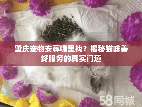 肇庆宠物安葬哪里找？揭秘猫咪善终服务的真实门道