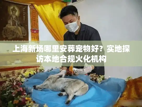 上海新场哪里安葬宠物好？实地探访本地合规火化机构