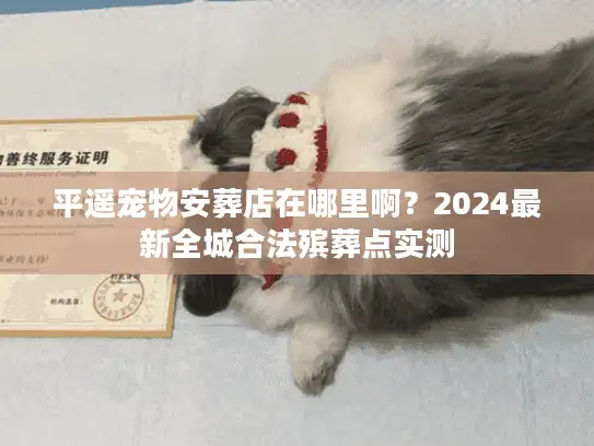 平遥宠物安葬店在哪里啊？2024最新全城合法殡葬点实测