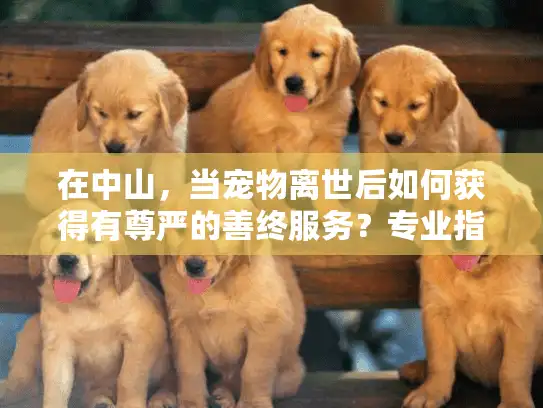 在中山,当宠物离世后如何获得有尊严的善终服务?专业指南 在中山,当宠物离世后如何获得有尊严的善终服务?专业指南