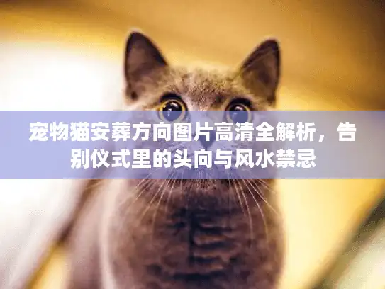 宠物猫安葬方向图片高清全解析，告别仪式里的头向与风水禁忌
